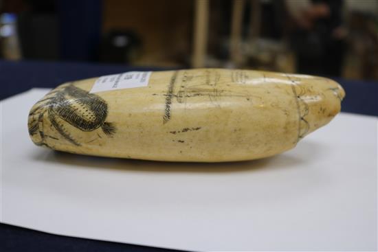 An early 19th century Scrimshaw whale tooth length 18cm